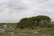 1766_trees_twisted_by_wind_burren